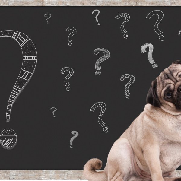 los-alimentos-saben-igual-a-los-animales-que-a-nosotros