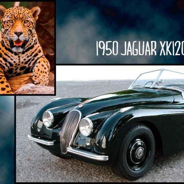 los-autos-y-sus-animales-parecidos