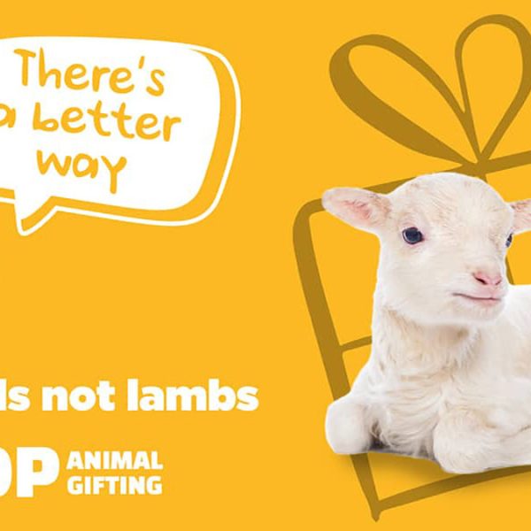 los-cientificos-instan-a-las-organizaciones-beneficas-a-detener-los-regalos-de-animales