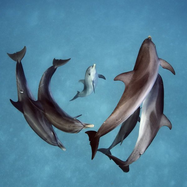 los-delfines-realizan-elaboradas-inmersiones-giratorias-para-cazar-presas