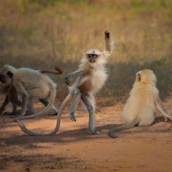 los-finalistas-de-la-fotografia-de-comedia-destacan-las-tonterias-en-la-vida-silvestre