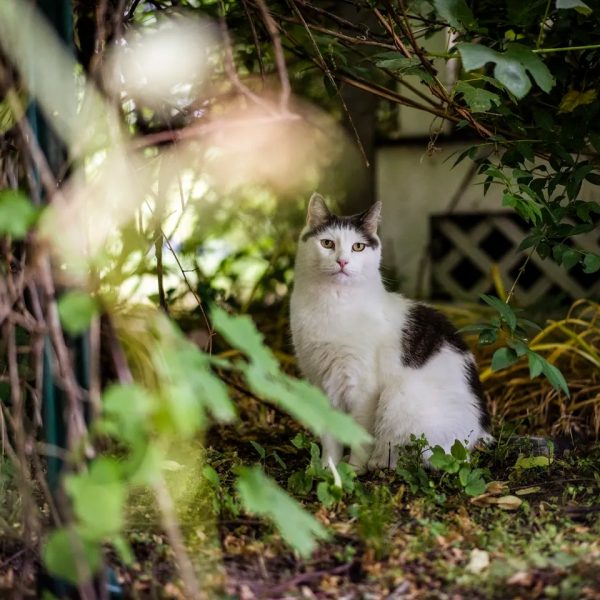 los-gatos-que-vagan-libremente-transmiten-parasitos-mortales-a-la-vida-silvestre