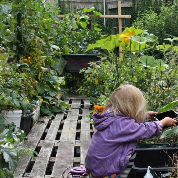 los-jardines-pequenos-son-tan-cruciales-para-la-conservacion-de-las-abejas-como-los-grandes