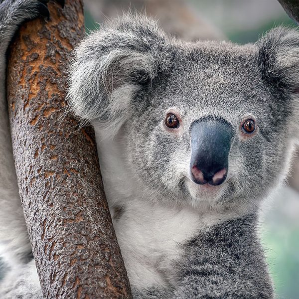 los-koalas-de-la-costa-este-de-australia-estan-oficialmente-en-peligro-de-extincion