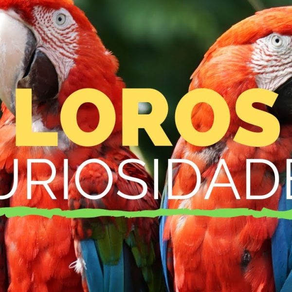 los-loros-inteligentes-necesitan-mas-para-mantener-sus-mentes-ocupadas