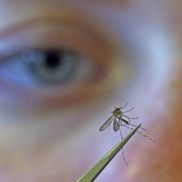 los-mosquitos-pueden-transmitir-el-coronavirus