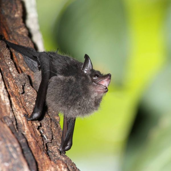 los-murcielagos-bebes-balbucean-como-bebes-humanos