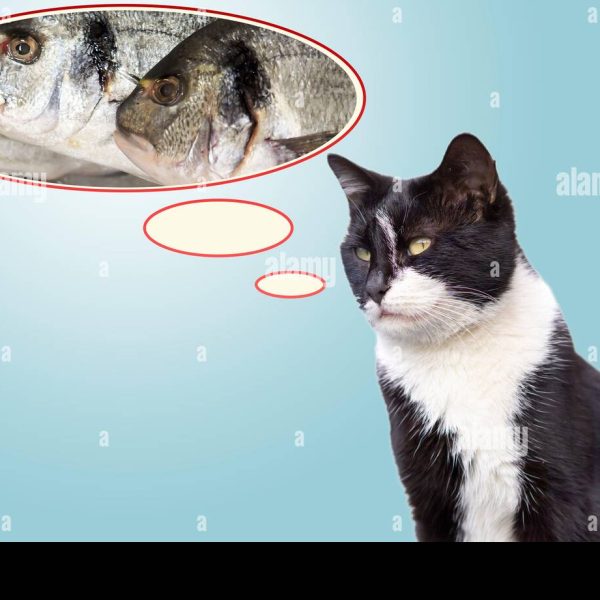 los-peces-hablan-mas-de-lo-que-piensas