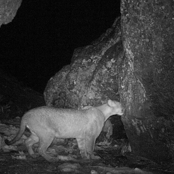 los-pumas-interactuan-con-casi-500-especies-diferentes