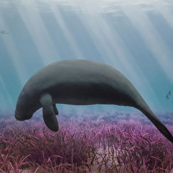 manatee-2cf1f2cb90b44a23ac70aa437b7c6d8f.jpg