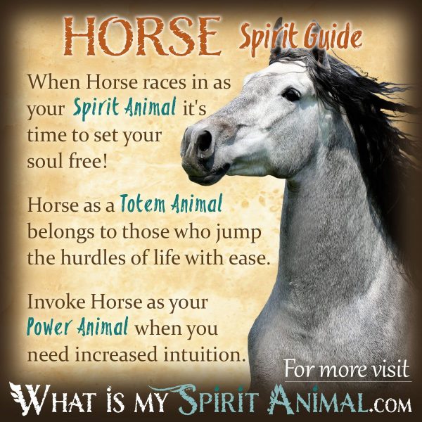 mapache-spirit-animal-spirit-animal-info