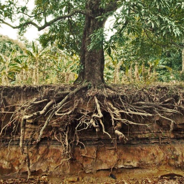 mitos-y-conceptos-erroneos-sobre-las-raices-de-los-arboles-explicados