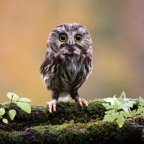 northern-saw-whet-owl-127999998-2037d9518a0f4a869f32563b173be0d0.jpg