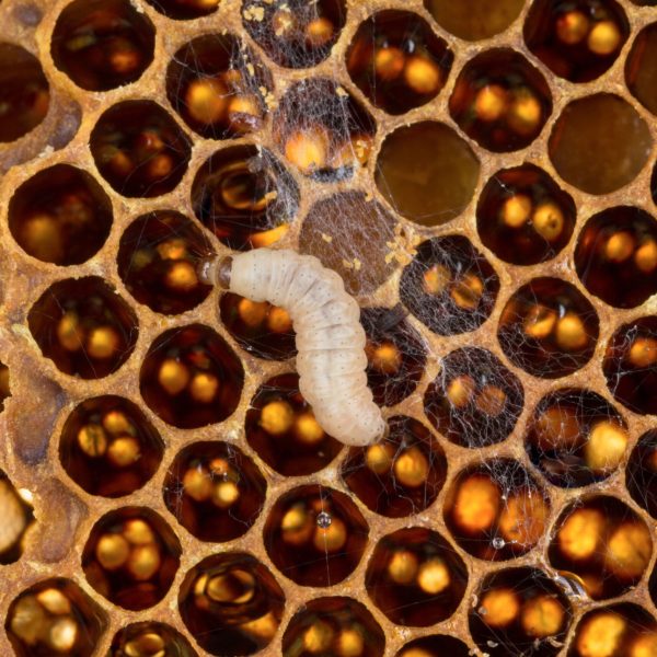 opt__aboutcom__coeus__resources__content_migration__mnn__images__2020__03__wax-moth-caterpillar-honeycomb-plastic-digesting-dac518e38c6b47649c56efdf5d38fcd5.jpg