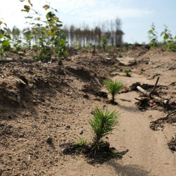 plantar-bosques-en-latitudes-medias-podria-enfriar-el-planeta