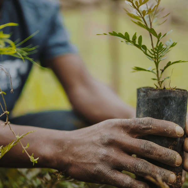 plantar-un-jardin-para-las-generaciones-futuras