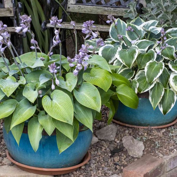 plantas-en-macetas-para-exteriores-de-bajo-mantenimiento-para-transformar-su-espacio