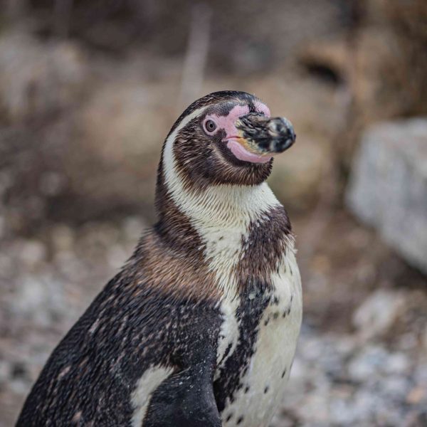 pollitos-de-paujil-de-pico-rojo-en-peligro-de-extincion-nacen-en-un-zoologico-del-reino-unido