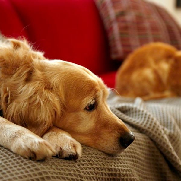 por-que-algunos-perros-tienen-problemas-para-prestar-atencion