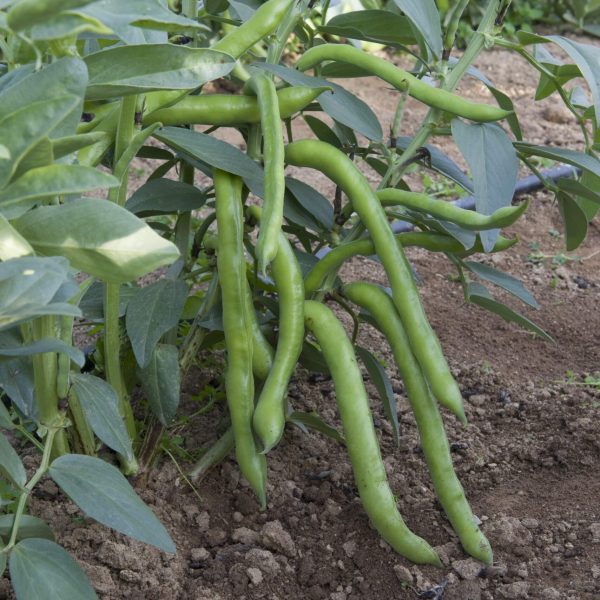 por-que-deberia-considerar-cultivar-habas-en-su-jardin