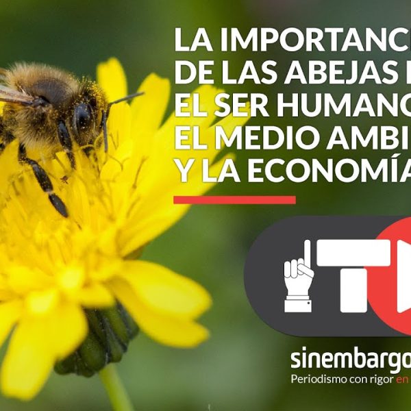 por-que-las-abejas-son-importantes-para-los-humanos