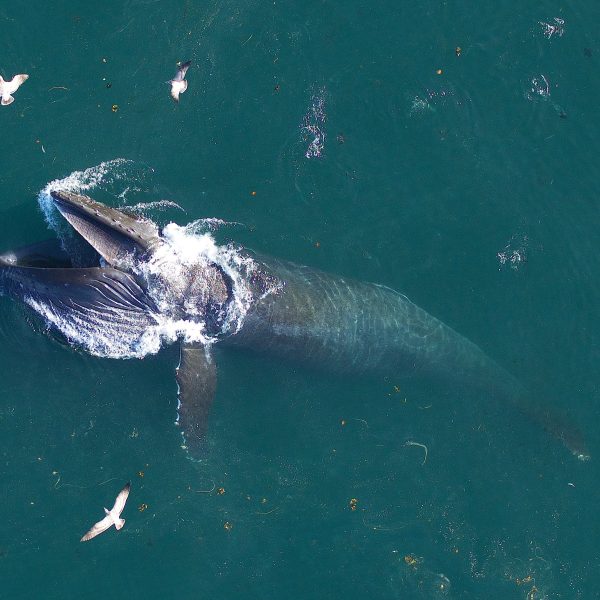 por-que-las-ballenas-no-se-ahogan-cuando-comen