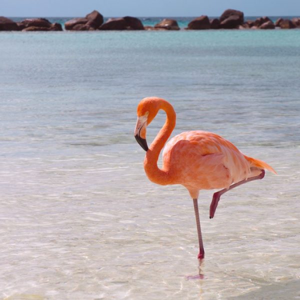por-que-los-flamencos-se-paran-en-una-sola-pierna