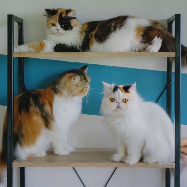 por-que-los-gatos-calico-machos-son-tan-raros