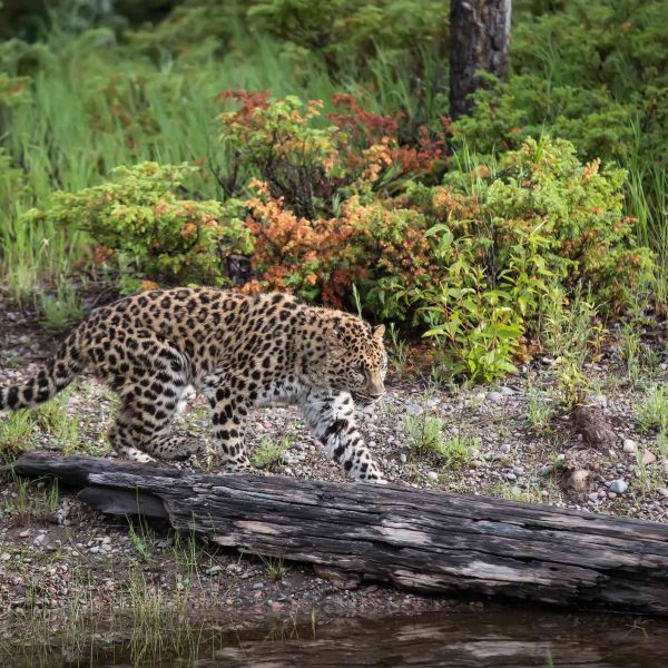 por-que-los-leopardos-de-amur-estan-en-peligro-y-que-podemos-hacer