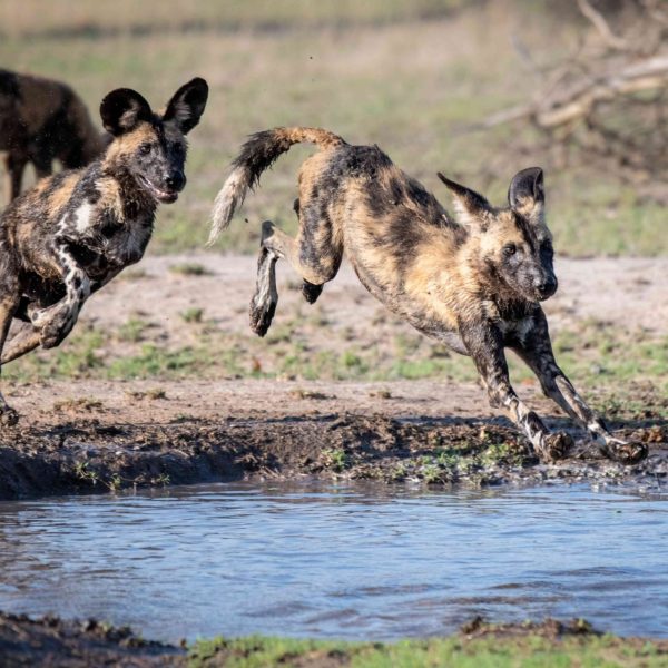 por-que-los-perros-salvajes-africanos-estan-en-peligro-y-que-podemos-hacer