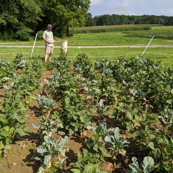 prevencion-de-plagas-agricolas-gran-ayuda-para-los-pequenos-agricultores-de-hoy
