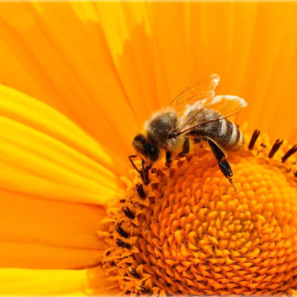 protegiendo-a-las-abejas-de-que-se-trata-todo-el-alboroto
