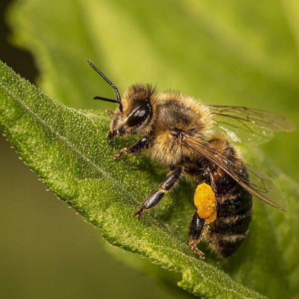 protegiendo-a-nuestras-abejas-meliferas-the-environmental-blog