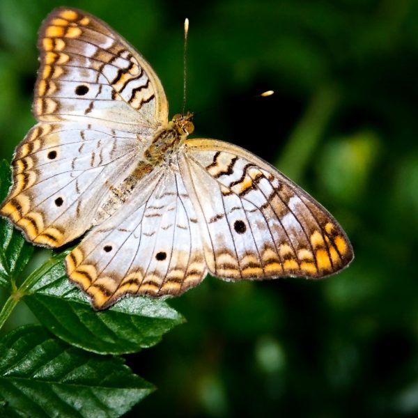 puede-una-mariposa-batir-sus-alas-realmente-causar-un-huracan