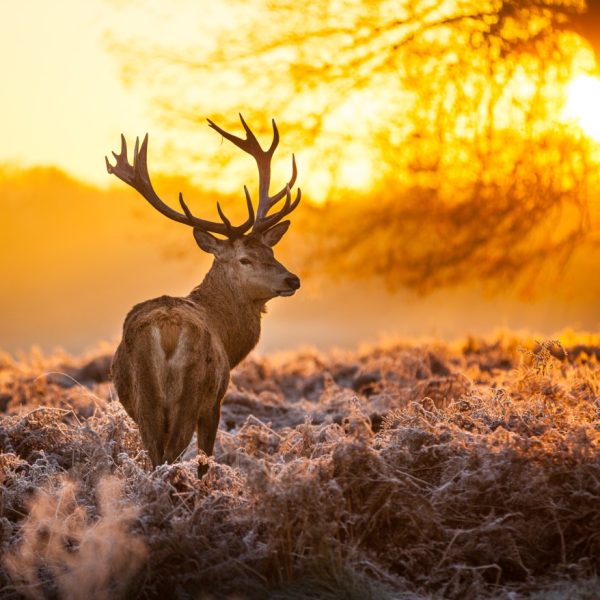 que-es-un-animal-crepuscular