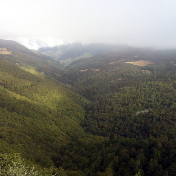 que-es-un-bosque-gestionado-de-forma-sostenible