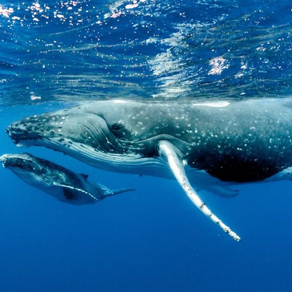 que-pasa-si-la-migracion-de-ballenas-no-es-para-comida-o-crias