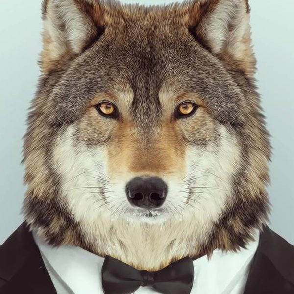 que-pueden-ensenarnos-las-manadas-de-lobos-sobre-ser-mejores-humanos