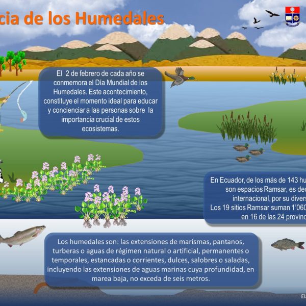que-son-los-humedales-construidos-por-que-son-importantes