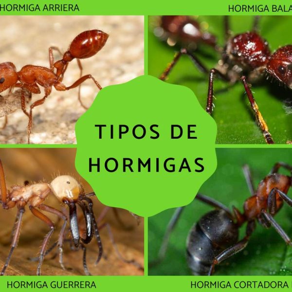 que-tipo-de-hormigas-hay-en-mi-casa