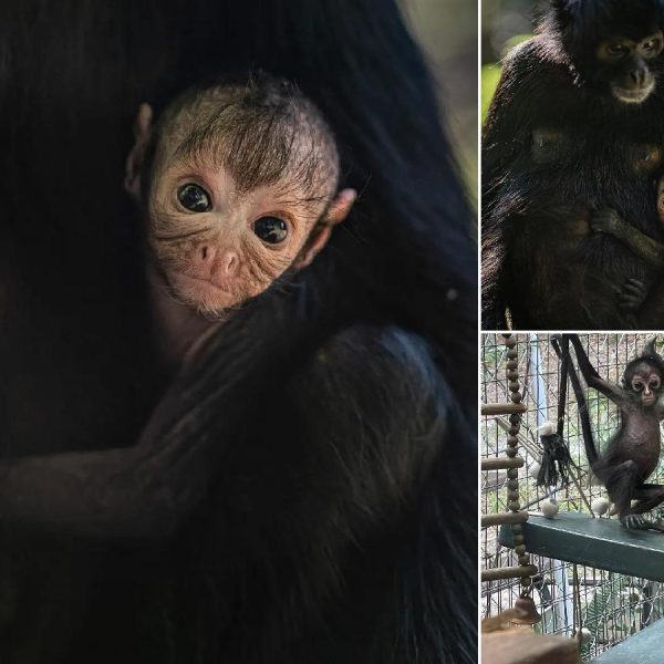 raro-mono-arana-nacido-en-zoologico-del-reino-unido