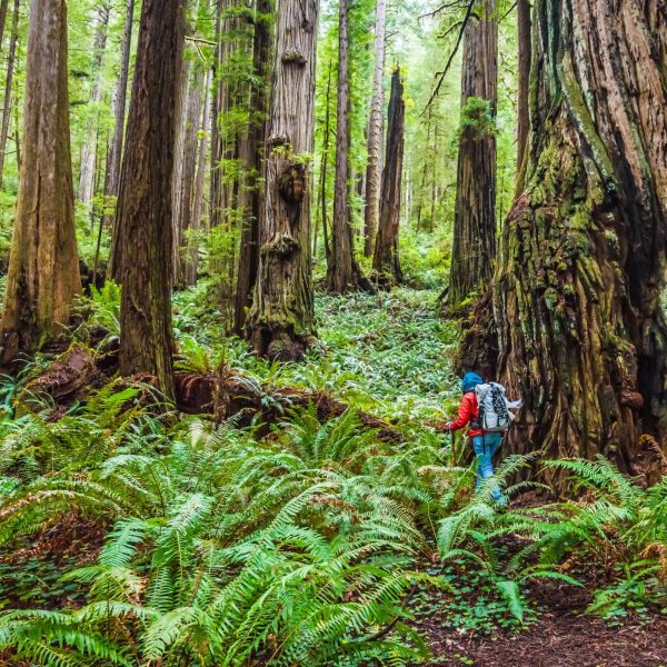 rear-view-of-woman-walking-by-trees-at-national-park-1205531883-3a1b4d0d8c7a4a4ca46edd1ce7f7b819.jpg