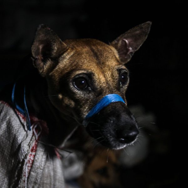rescued-dog-indonesia-5ede4390592943b1ba9536dc46e25968.JPG