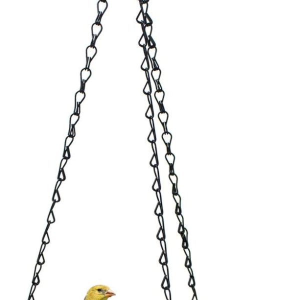 salga-al-aire-libre-para-el-gran-conteo-de-aves-en-el-patio-trasero