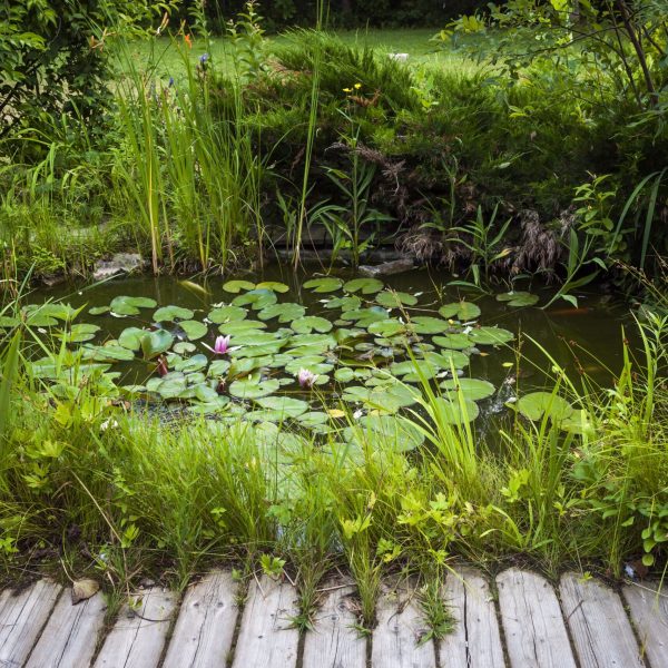 small-landscaping-pond-518653620-9973dd6bfe2b43fbb7026c5b2e1f1286.jpg