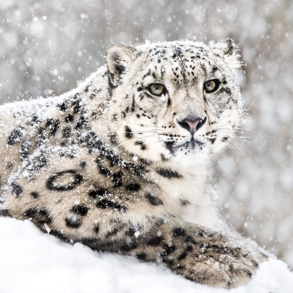 snow-leopard-in-snow-storm-iii-521375354-e3242f0155624356994643b05b656d42.jpg