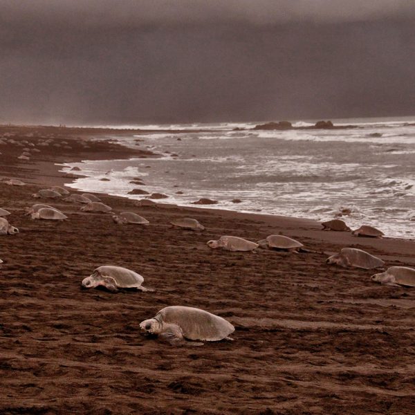 sobreviviendo-la-carrera-hacia-el-mar-cosas-que-podemos-hacer-para-proteger-a-las-tortugas-marinas