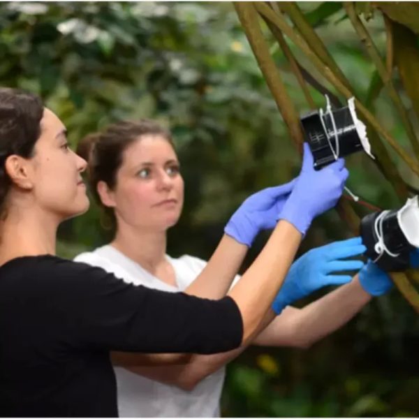 succionar-adn-del-aire-puede-revolucionar-la-forma-en-que-los-investigadores-rastrean-la-biodiversidad