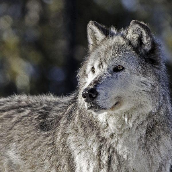 the-gray-wolf-or-grey-wolf-canis-lupus-is-a-species-of-canid-native-to-the-wilderness-and-remote-areas-of-north-america-1216700804-0edbb14527ea4892a0d334ee0013af81.jpg
