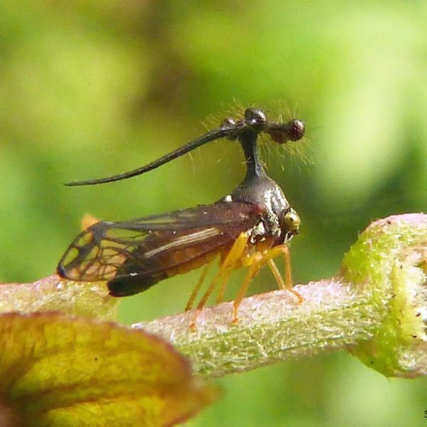 treehopper1-5a0c29a1496a4188876243d1d2452824.jpg